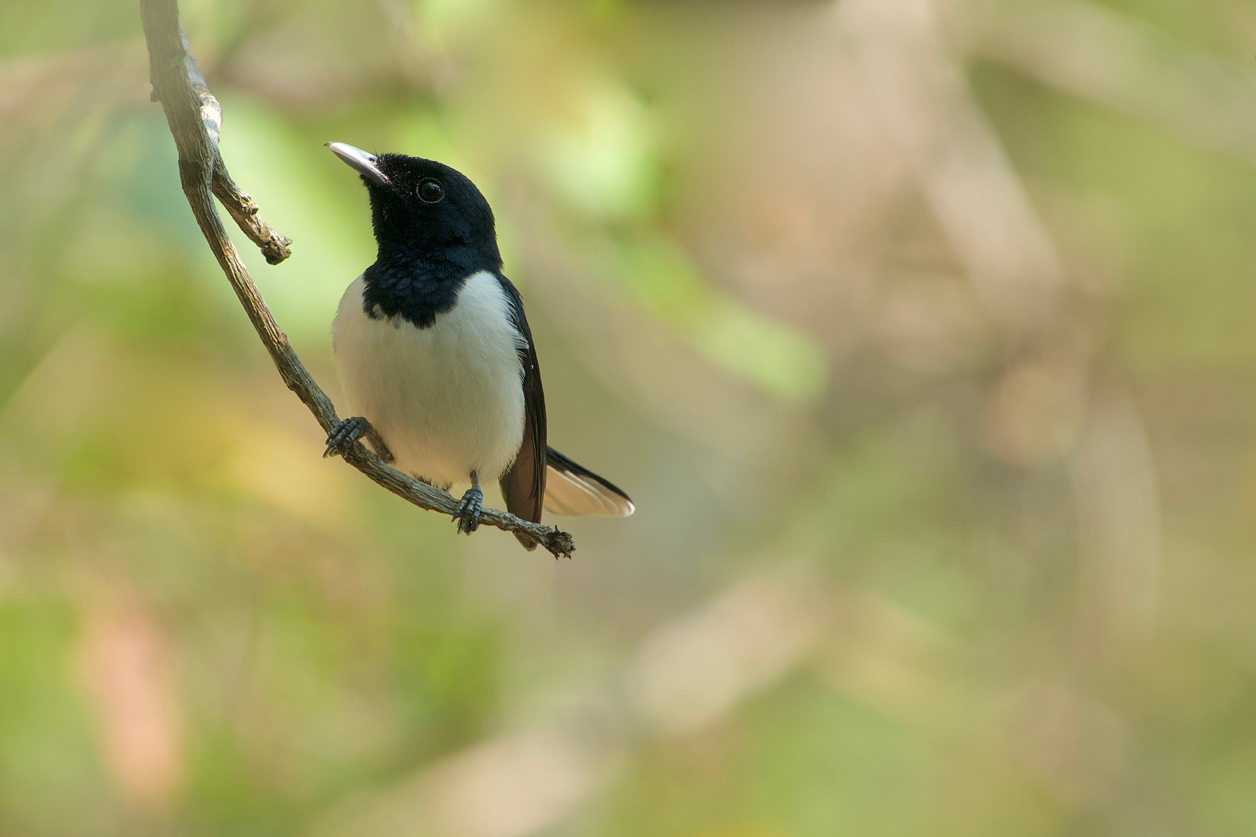Tanahjampea Monarch (image by Craig Robson)