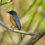 Tanahjampea (Sulawesi) Blue Flycatcher (image by Craig Robson)