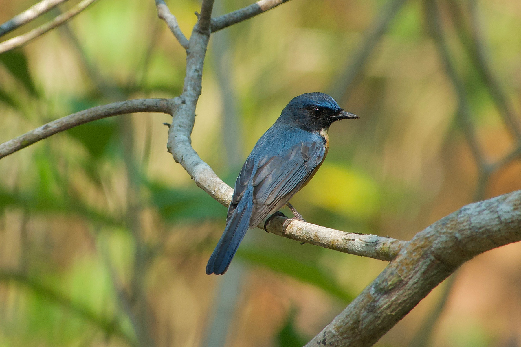 Tanahjampea (Sulawesi) Blue Flycatcher (image by Craig Robson)