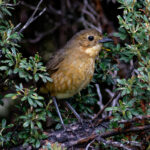 Tawny Antpitta (image by Leonardo Garrigues)