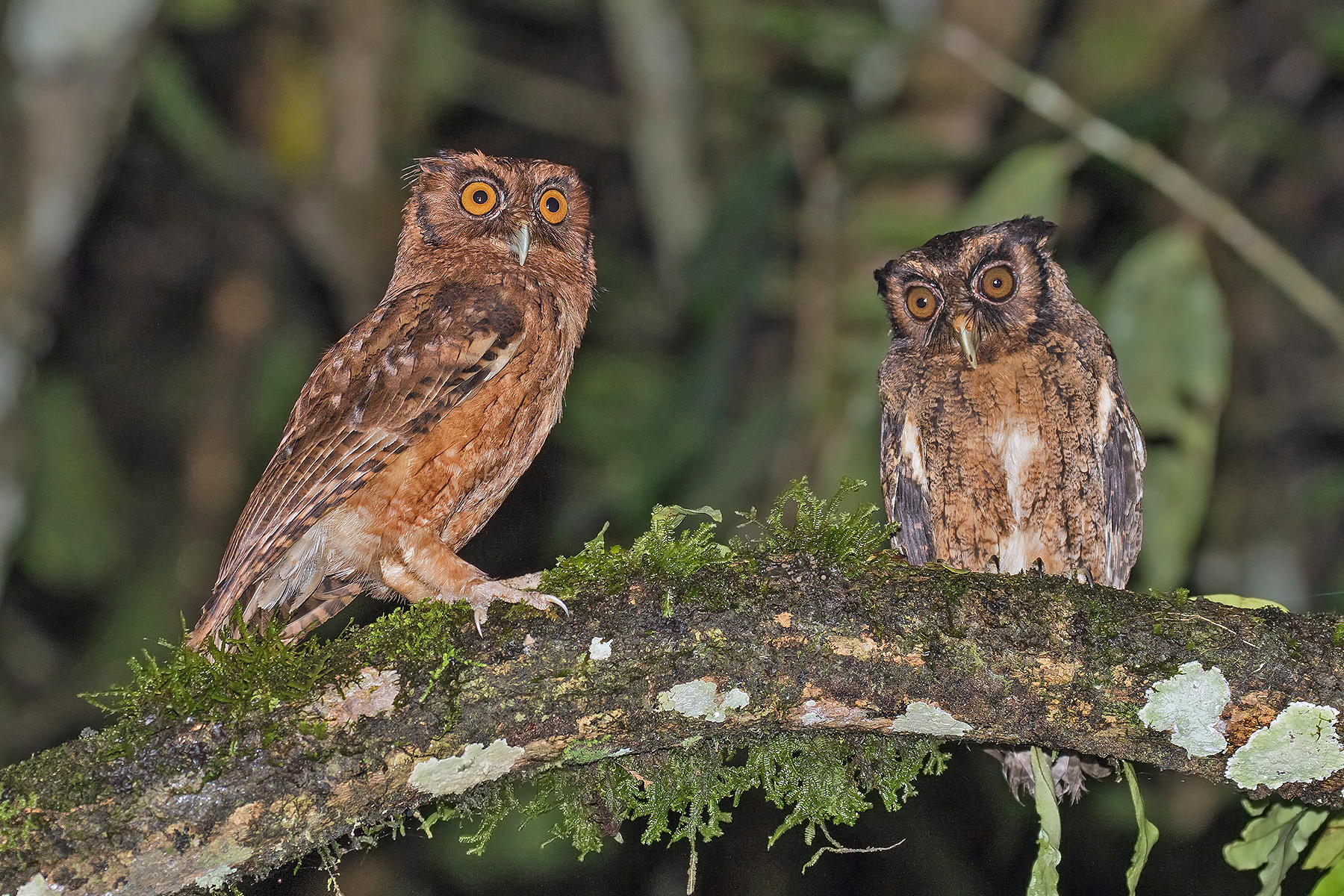 Tawny-bellied Screech Owl (image by Pete Morris)