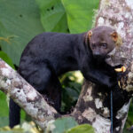 Tayra (image by Leonardo Garrigues)
