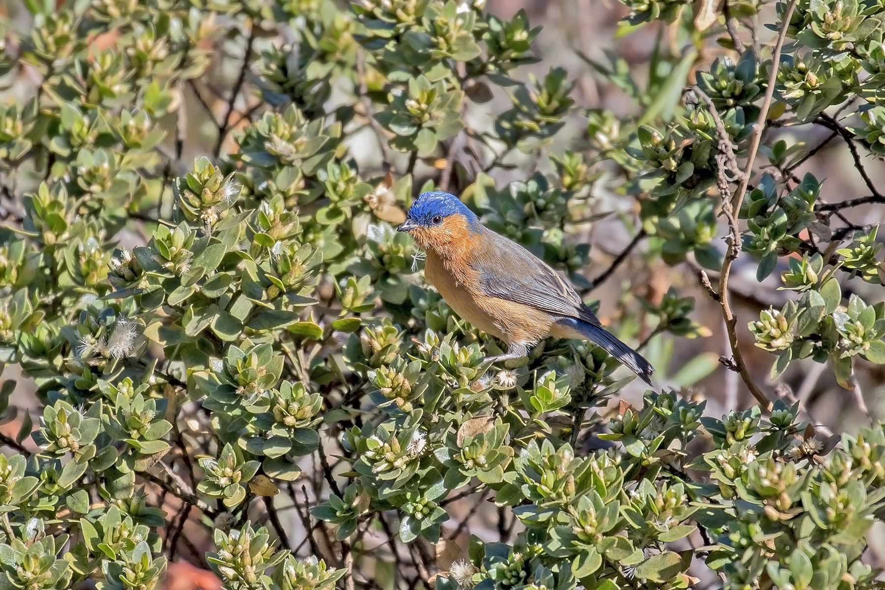 Tit-like Dacnis (image by Pete Morris)