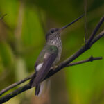 Tooth-billed Hummingbird (image by Leonardo Garrigues)