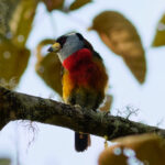 Toucan Barbet (image by Leonardo Garrigues)