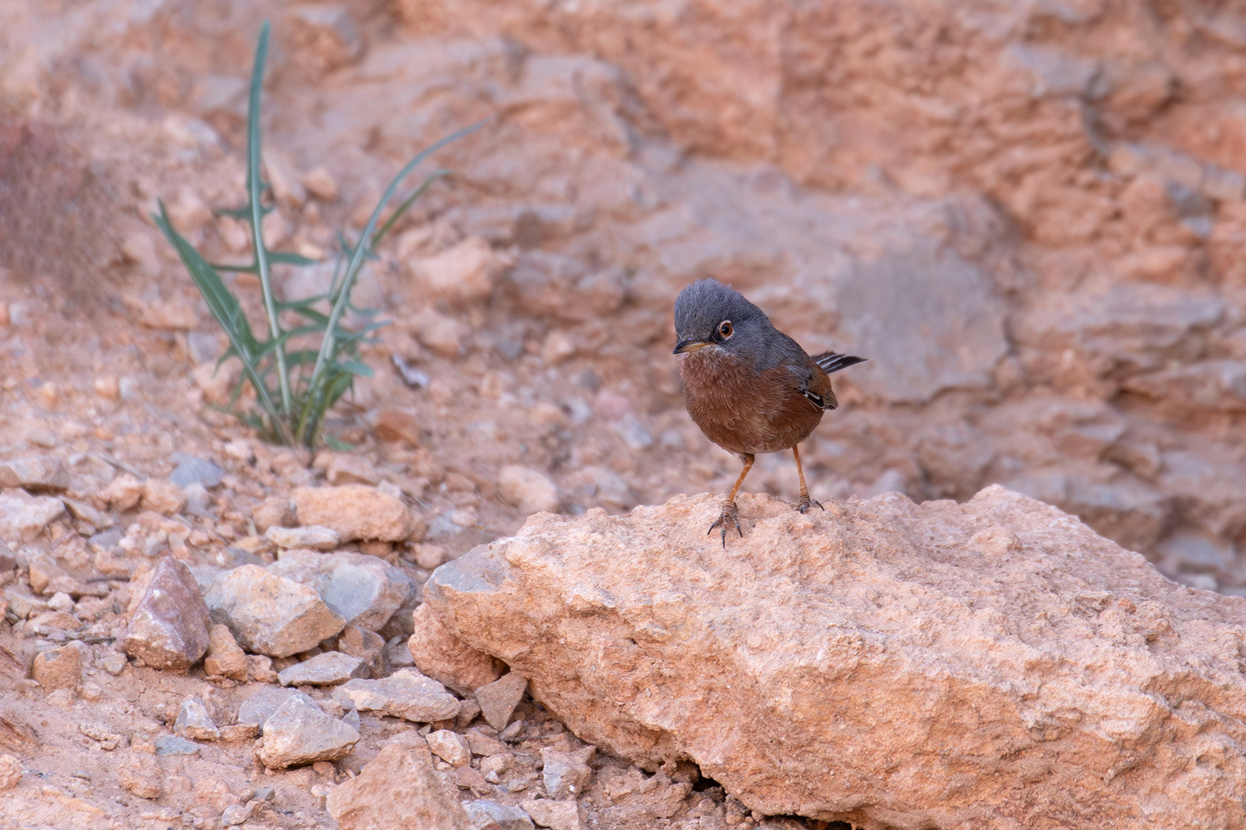 Tristram's Warbler (image by Diedert Koppenol)