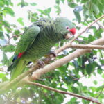 Tucuman Amazon (image by János Oláh)