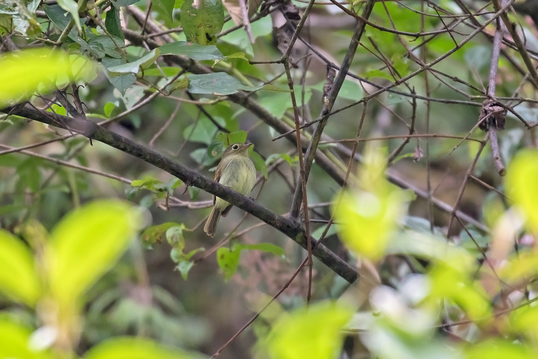 Unadorned Flycatcher (image by Pete Morris)