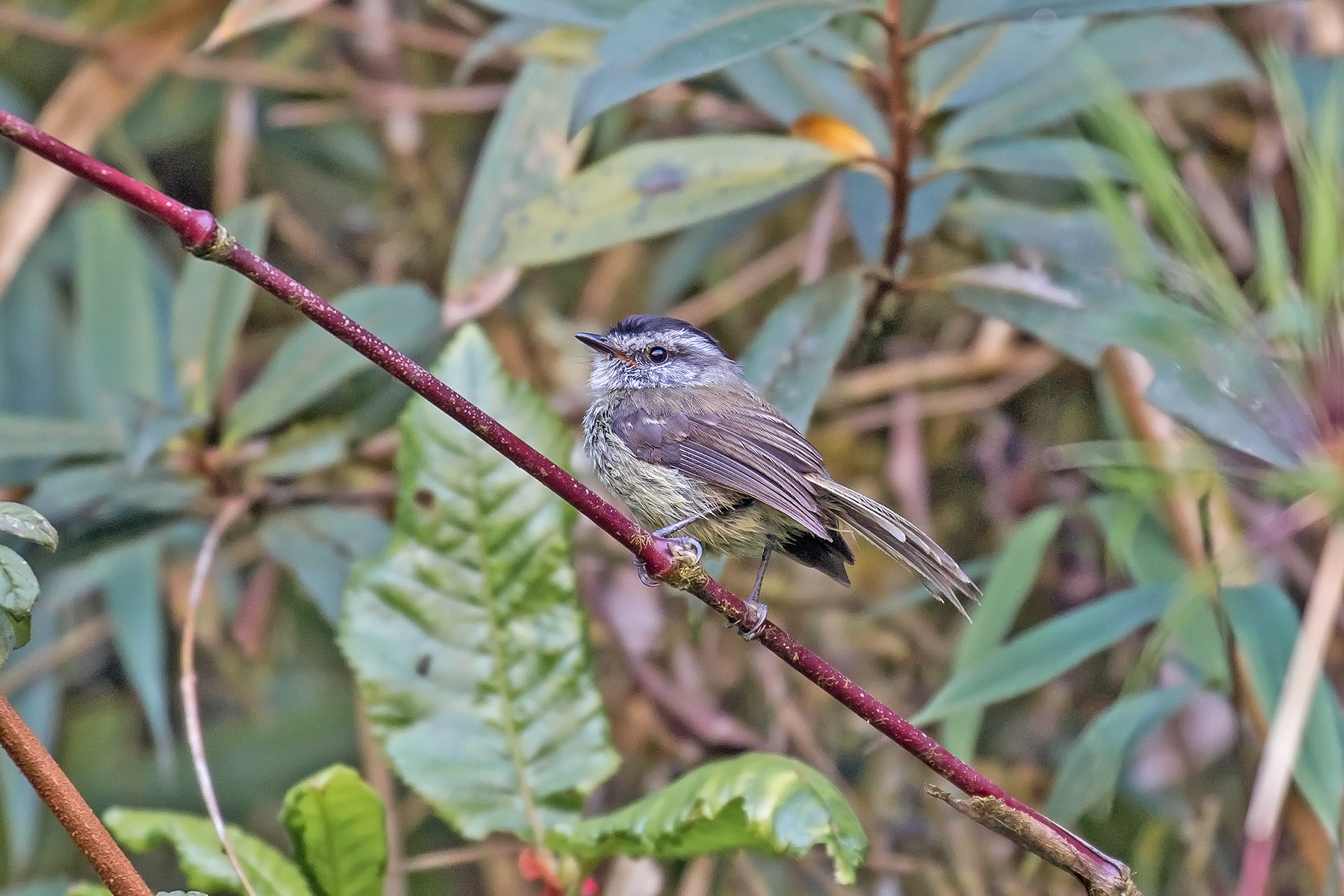 Unstreaked Tit-Tyrant (image by Pete Morris)