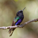 Velvet-purple Coronet (image by Leonardo Garrigues)