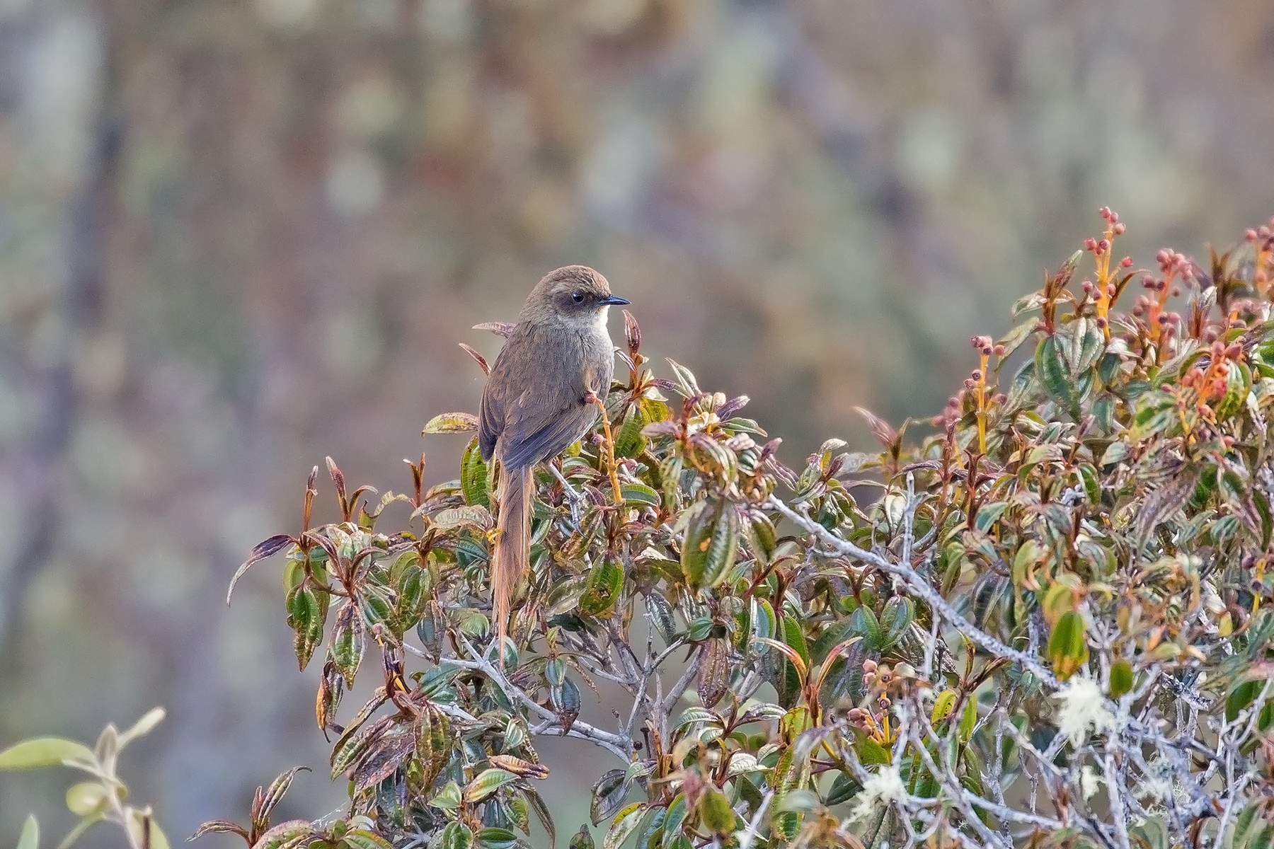 Vilcabamba Thistletail (image by Pete Morris)