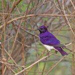 Violet-backed Starling (image by Pete Morris)