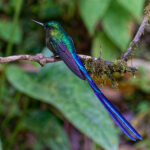 Violet-tailed Sylph (image by Leonardo Garrigues)