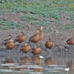 Wandering Whistling Duck (image by Richard Drew)