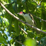Wetar Figbird (image by Craig Robson)