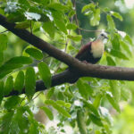 Wetar Ground Dove (image by Craig Robson)