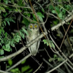 Wetar Scops Owl (image by Mark Van Beirs)