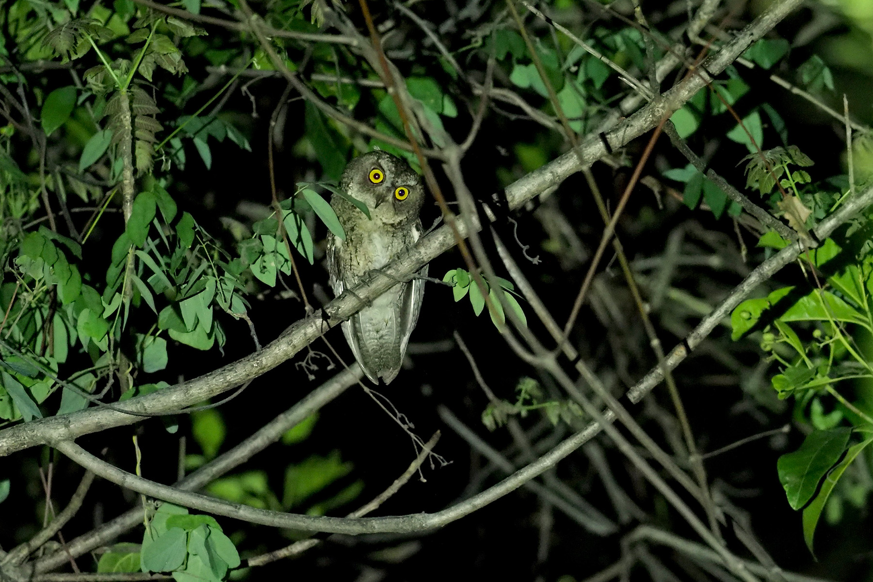 Wetar Scops Owl (image by Mark Van Beirs)
