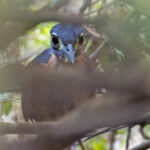 White-backed Night Heron (image by Pete Morris)