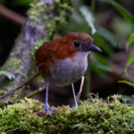 White-bellied Antpitta (image by Leonardo Garrigues)