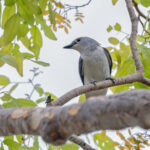 White-breasted Cuckooshrike (image by Pete Morris)