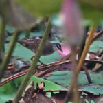 White-browed Crake (image by Richard Drew)
