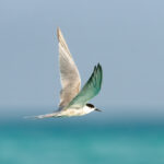 White-cheeked Tern (image by Mark Beaman)