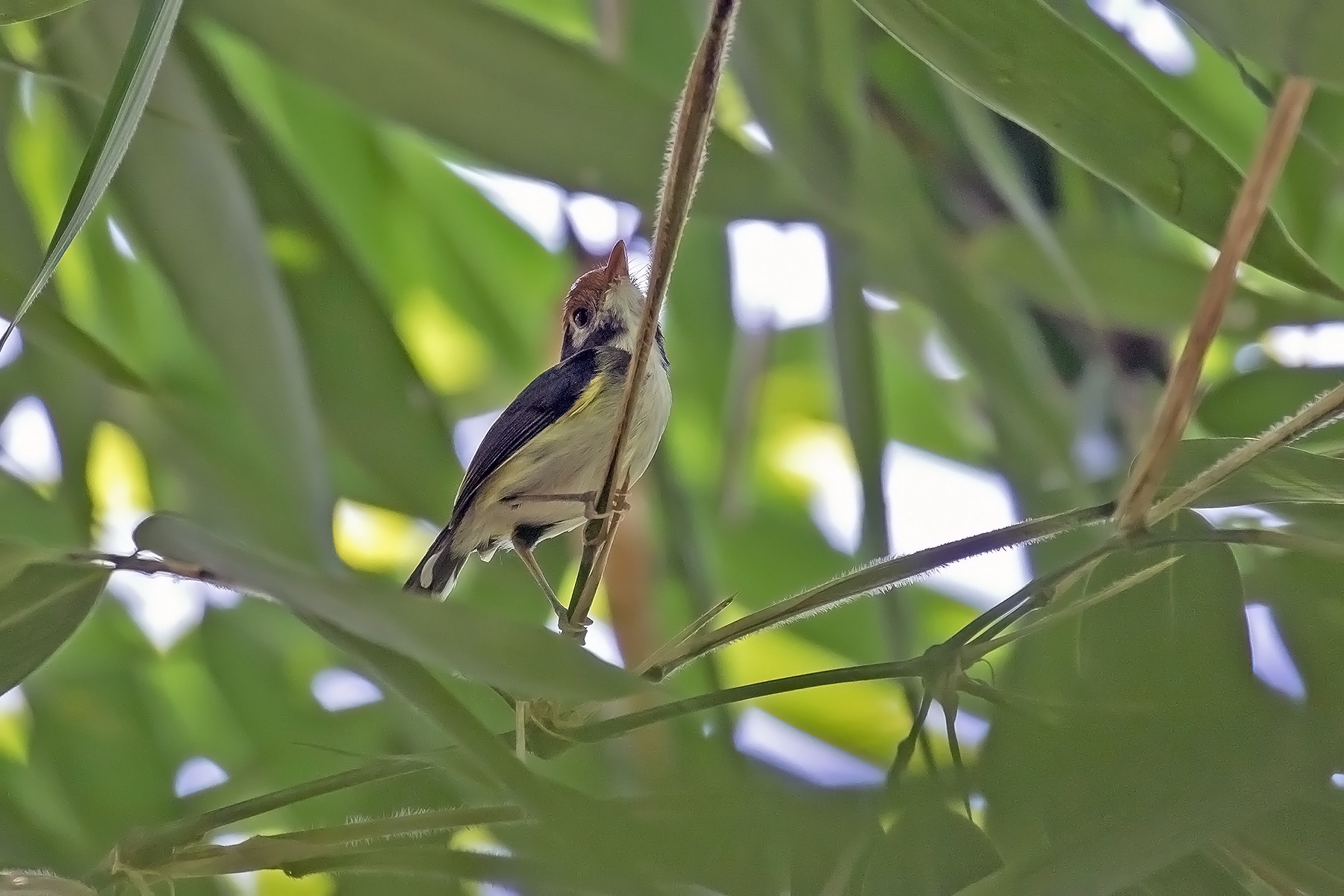 White-cheeked Tody-Tyrant (image by Pete Morris)