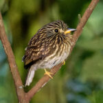 White-chested Puffbird (image by Leonardo Garrigues)
