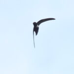 White-chested Swift (image by János Oláh)