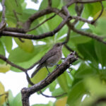 White-chinned Myzomela (image by Mark Beaman)