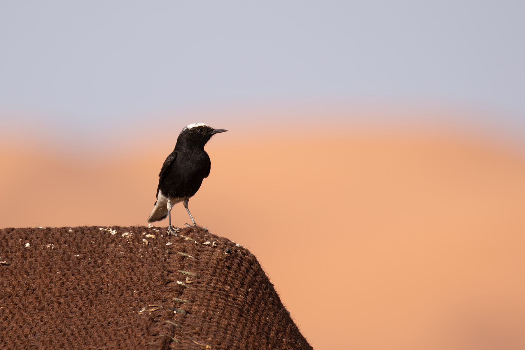 White-crowned Wheatear (image by Diedert Koppenol)