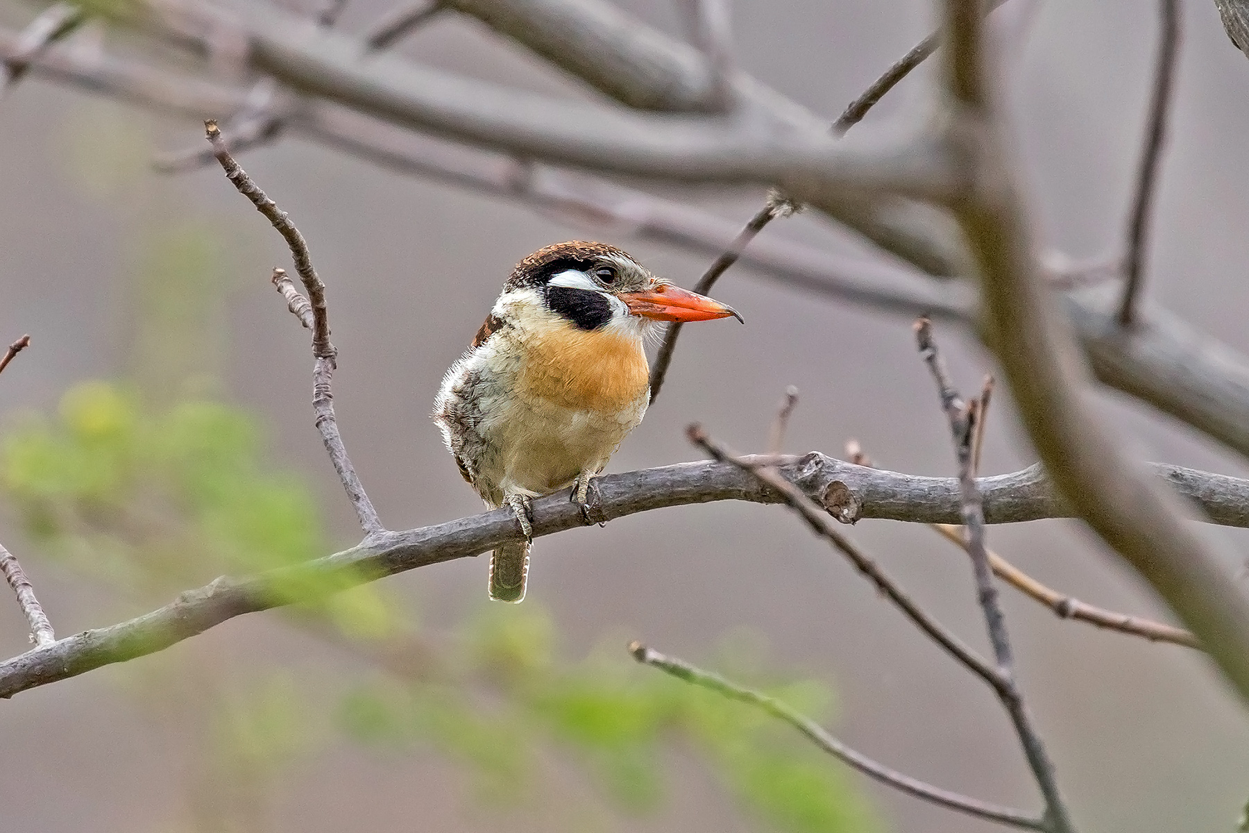 White-eared Puffbird (image by Pete Morris)