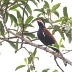White-eared Solitaire (image by János Oláh)