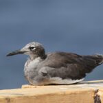 White-eyed Gull (image by Hannu Jännes)