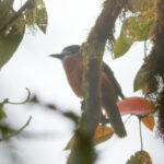 White-faced Nunbird (image by Leonardo Garrigues)