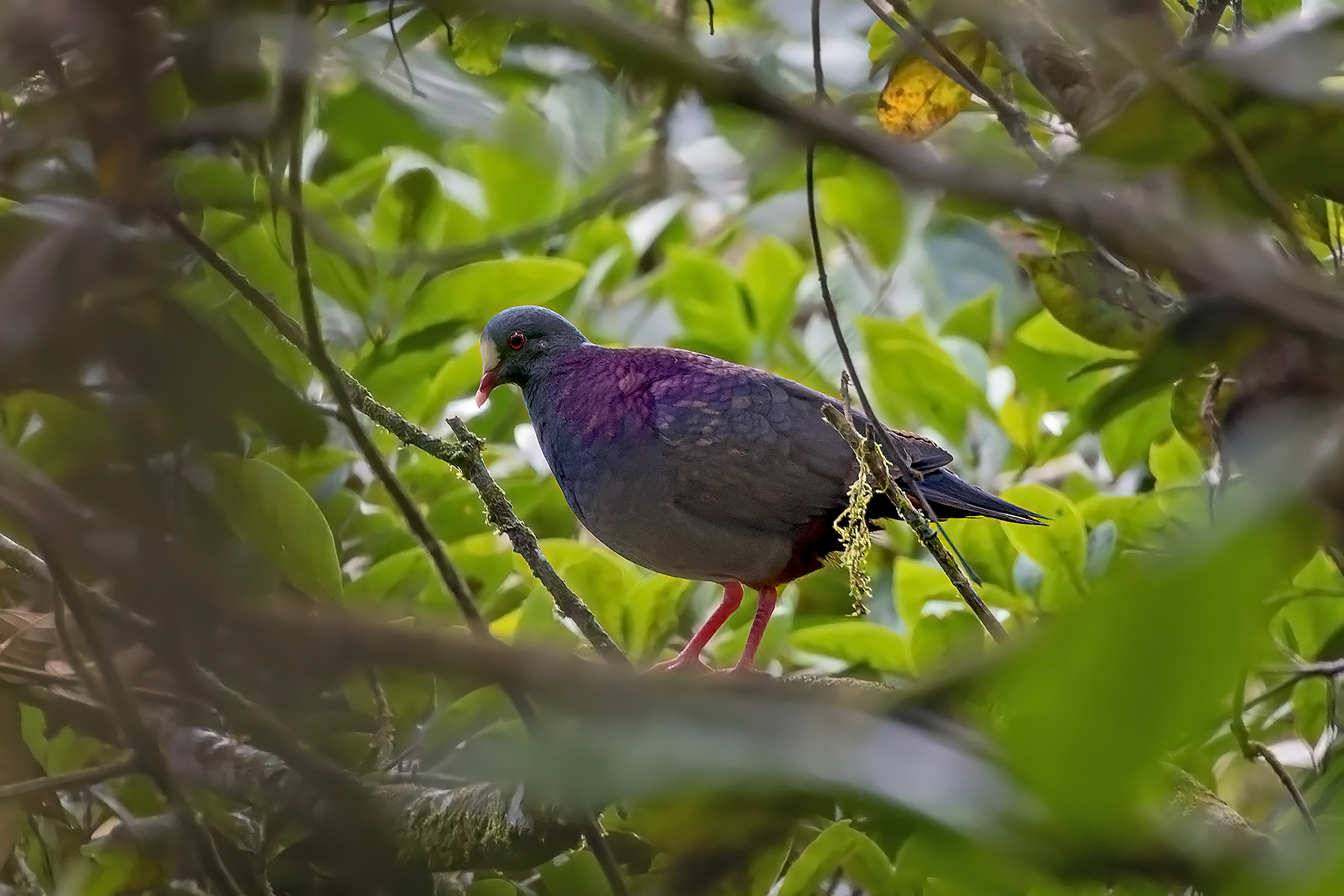 White-fronted Quail-Dove (image by Pete Morris)