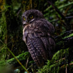 White-throated Screech Owl (image by Leonardo Garrigues)
