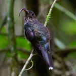White-tipped Sicklebill (image by Leonardo Garrigues)