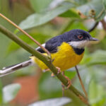 White-winged Apalis (image by Pete Morris)