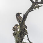 Whyte's Barbets (image by Pete Morris)