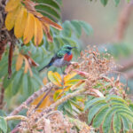 Whyte's Double-collared Sunbird (image by Pete Morris)