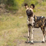 African Wild Dog (image by Simon Mitchell)