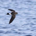 Wilson's Storm Petrel (image by Hannu Jännes)