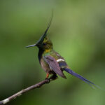Wire-crested Thorntail (image by Leonardo Garrigues)