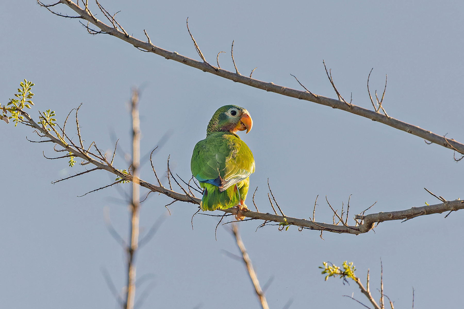 Yellow-billed Amazon (image by Pete Morris)