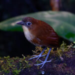 Yellow-breasted Antpitta (image by Leonardo Garrigues)