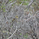 Yellow-browed Seedeater (image by Pete Morris)