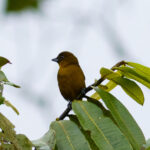 Yellow-green Tanager (image by Leonardo Garrigues)