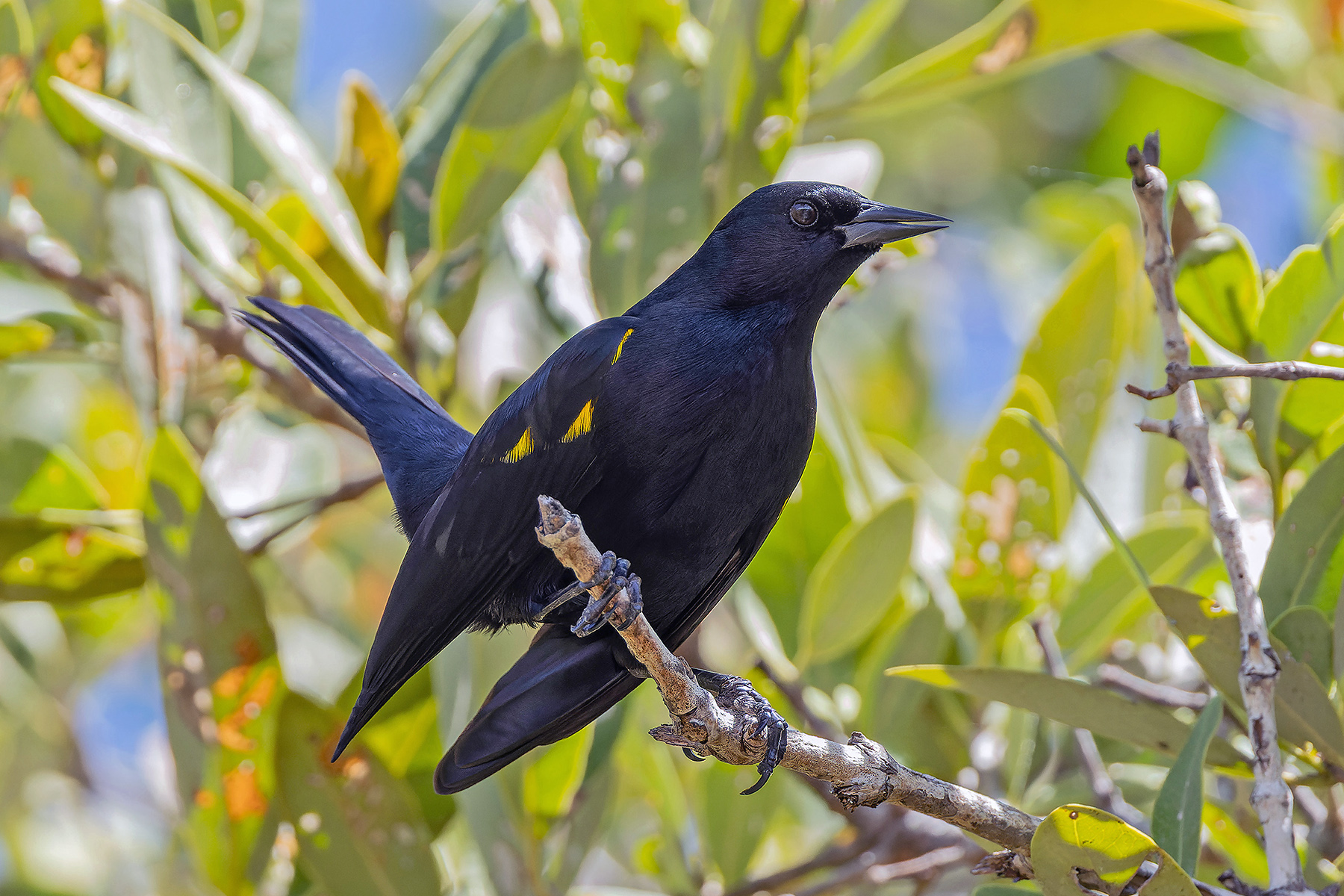 Yellow-shouldered Blackbird (image by Pete Morris)